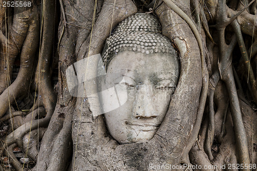 Image of Buddha head in old tree at Ayutthaya