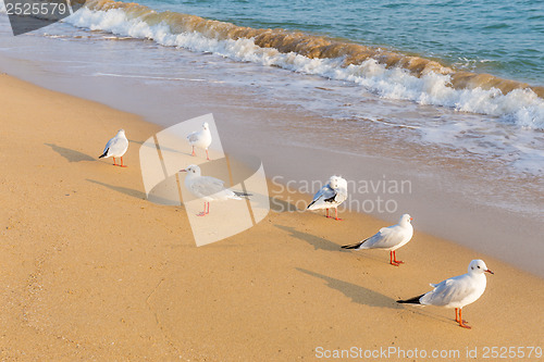 Image of Seagull on the beach