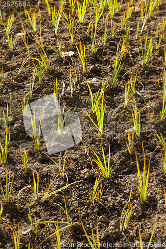 Image of Young green plant in the field