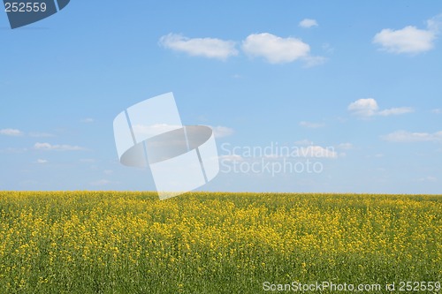 Image of Summer landscape