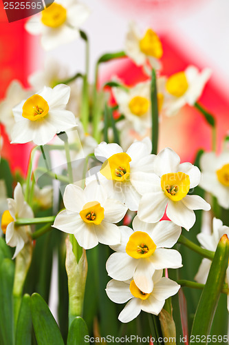 Image of Narcissus flower