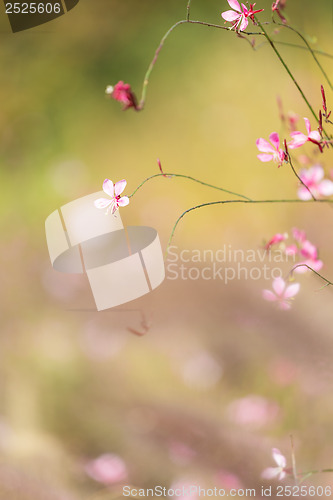 Image of Pink flower close up