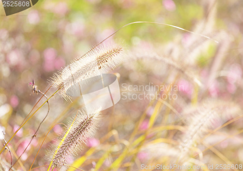 Image of Wildness grass