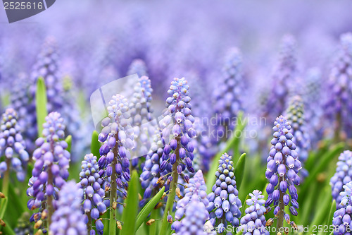 Image of Purple muscari botryoides