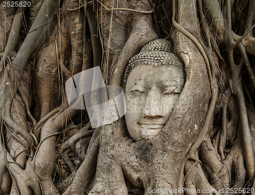 Image of Buddha head in old tree