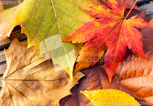 Image of Autumn maple leave