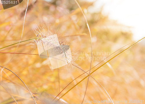 Image of Autumn reed under sunset