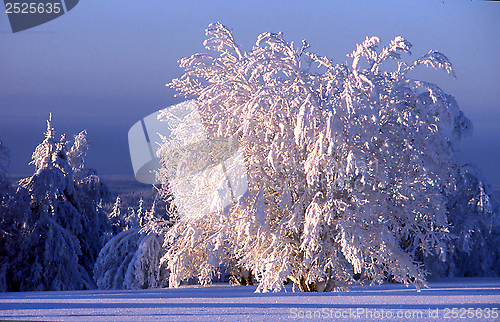 Image of Winter landscape