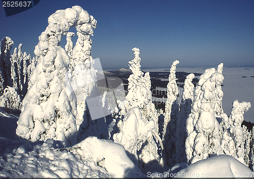 Image of Winter landscape