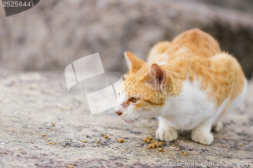 Image of Street cat eating food