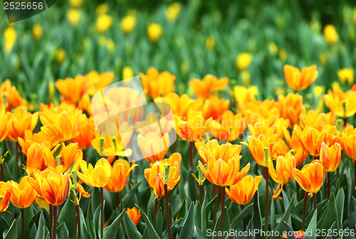 Image of Orange tulips flower field