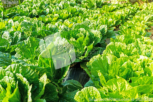 Image of Fresh lettuce in the field