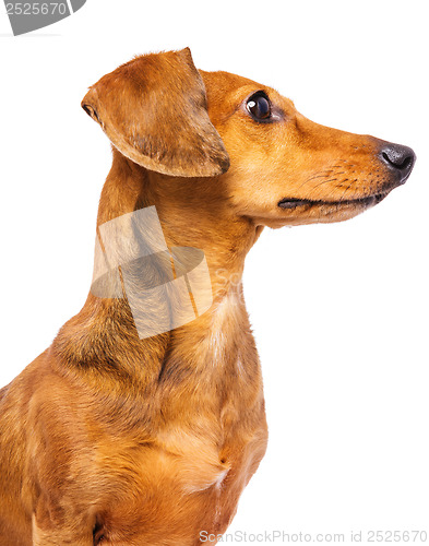 Image of Dachshund dog looking at a side
