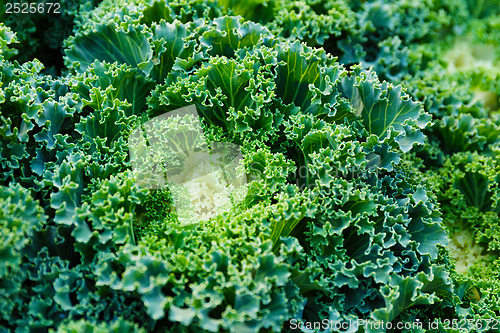Image of Fresh lettuce