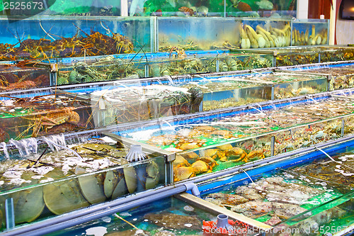 Image of Seafood market fish tank in Hong Kong