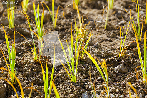 Image of Young green plant in the field