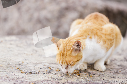 Image of Street cat eating food