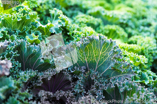 Image of Fresh lettuce close up