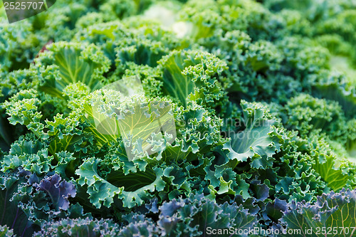 Image of Fresh lettuce