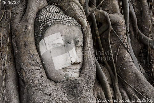 Image of Buddha head in banyan tree at Ayutthaya