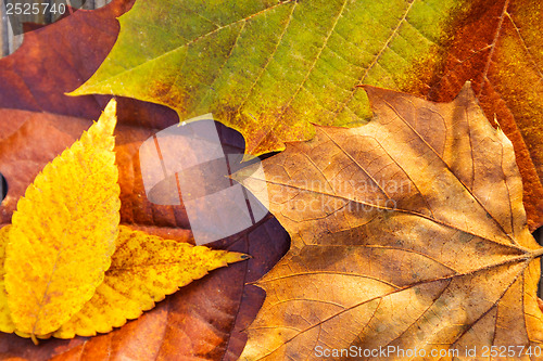 Image of Autumn maple leaves