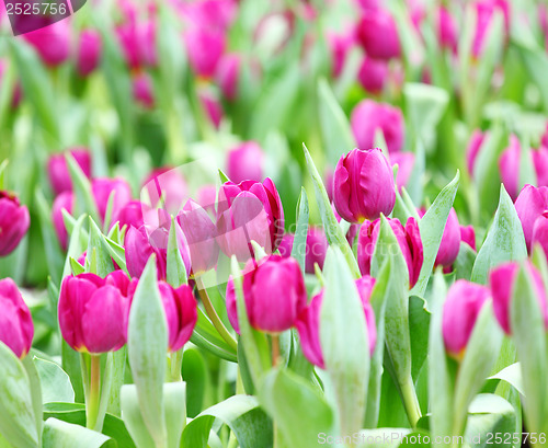 Image of Purple tulips flower field