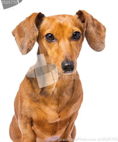 Image of Dachshund dog portrait