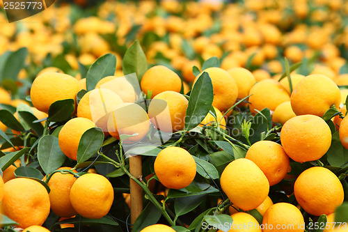 Image of Mandarin for Chinese New Year