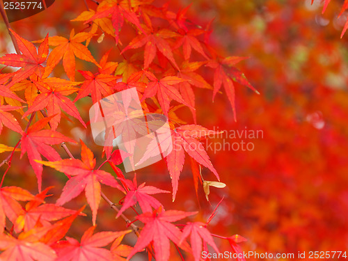 Image of Red maple tree