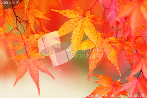 Image of Red maple tree