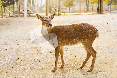 Image of Female roe deer