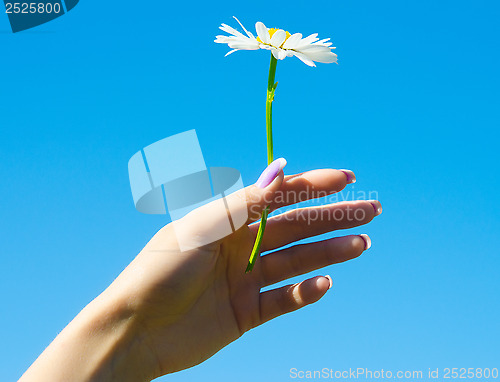 Image of camomile