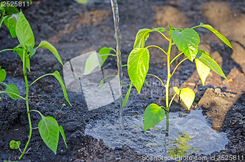 Image of watering