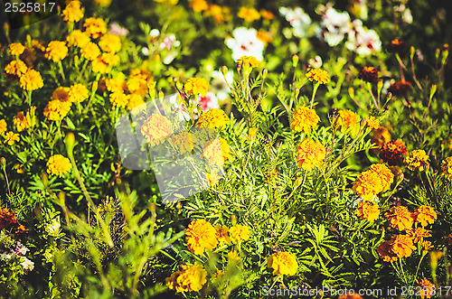 Image of flowers