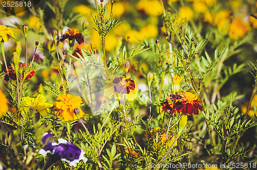 Image of flowers