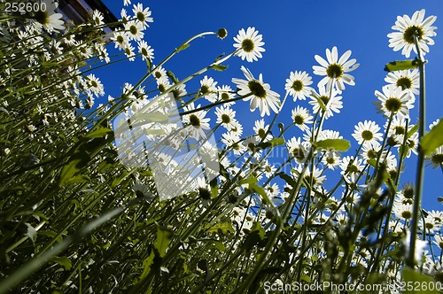 Image of daisy