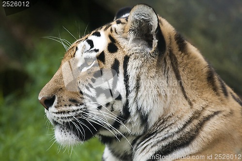 Image of tiger