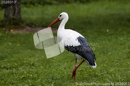 Image of stork