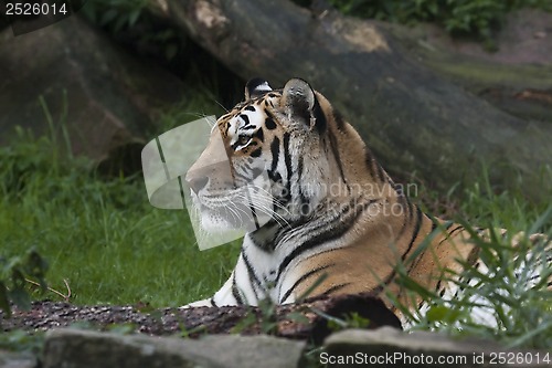 Image of tiger