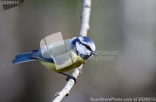 Image of blue tit