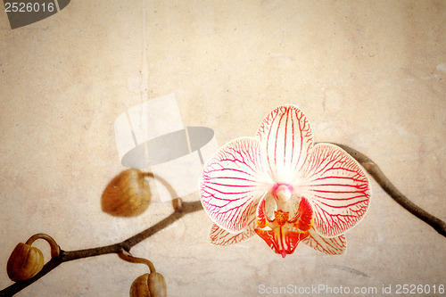 Image of grunge orchid flower