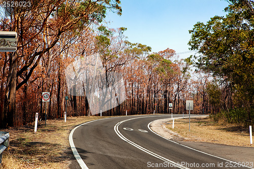 Image of After bushfire habitat destruction natural disaster