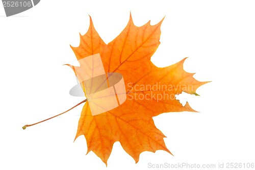 Image of Maple leaf