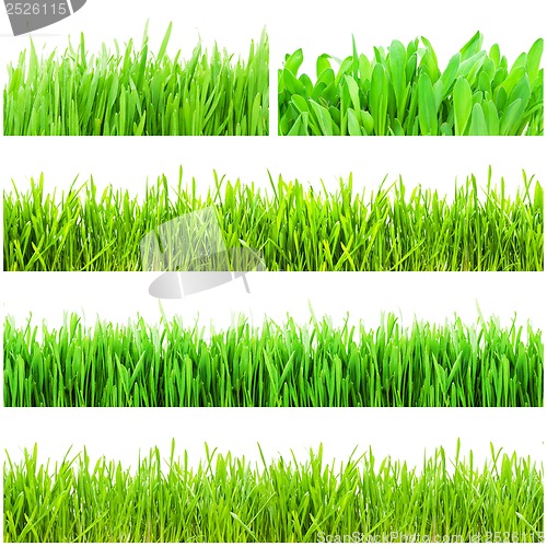 Image of Green grass