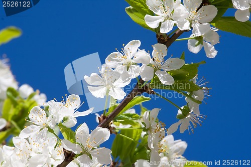 Image of Apple flowers