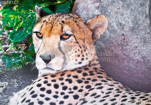 Image of Cheetah