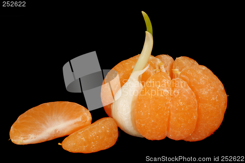 Image of Mandarin with garlic clove