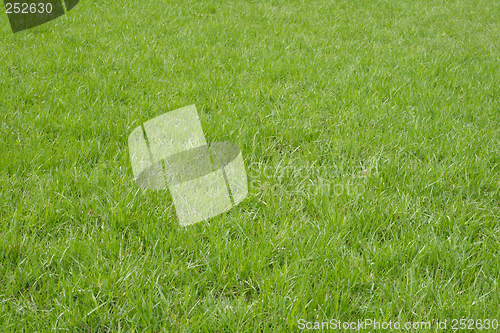 Image of Spring green grass