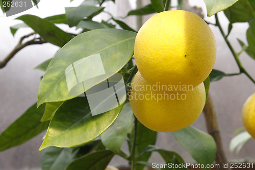 Image of Lemon branch
