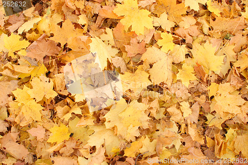 Image of Fallen maple leaves